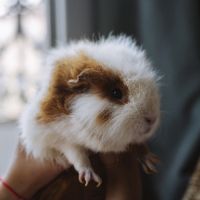 2 cochons dindes de 2 ans #2