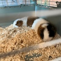 2 cochons dindes de 2 ans #0