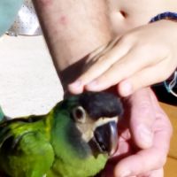 Ara à nuque d'or #0