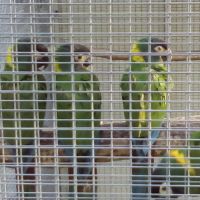 Ara à nuque d'or #2