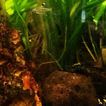 Lot de 9 poissons d’aquarium #1