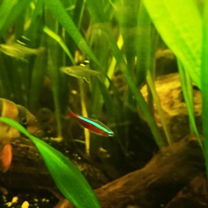 Lot de 9 poissons d’aquarium #4