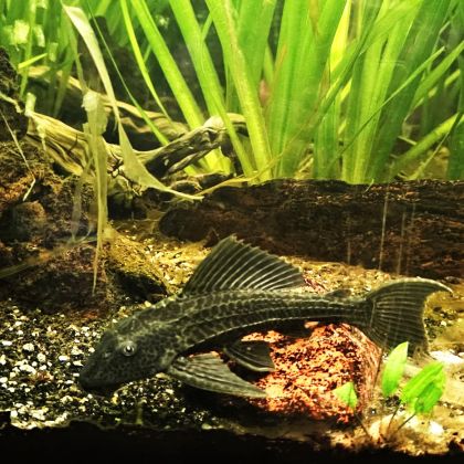 Lot de 9 poissons d’aquarium #7