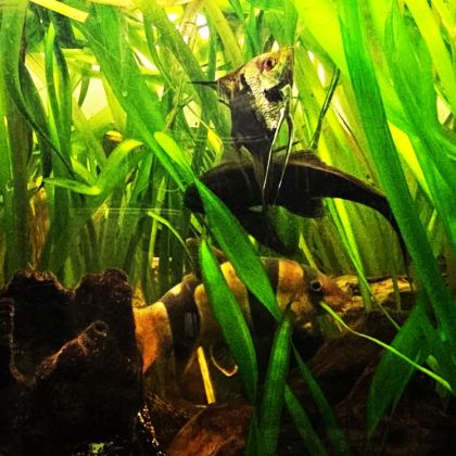 Lot de 9 poissons d’aquarium #8