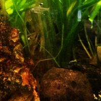 Lot de 9 poissons d’aquarium #1