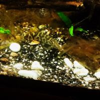 Lot de 9 poissons d’aquarium #2