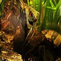 Lot de 9 poissons d’aquarium #3