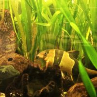 Lot de 9 poissons d’aquarium #0