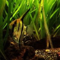 Lot de 9 poissons d’aquarium #6