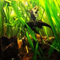 Lot de 9 poissons d’aquarium #8