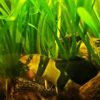 Lot de 9 poissons d’aquarium #9