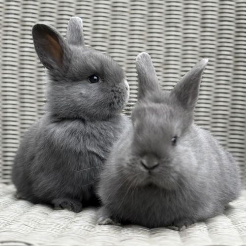 Lapin géant des flandres #2