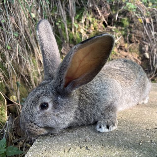 Lapin géant des flandres #4