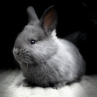 Lapin géant des flandres #1