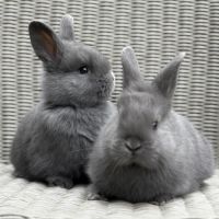 Lapin géant des flandres #2