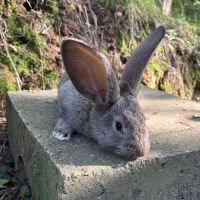 Lapin géant des flandres #0