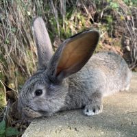 Lapin géant des flandres #4