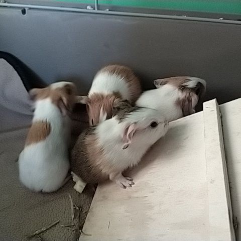 Jeunes cochon d'inde #0