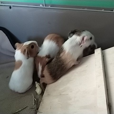 Jeunes cochon d'inde #3