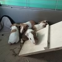 Jeunes cochon d'inde #1