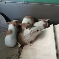 Jeunes cochon d'inde