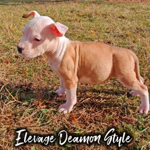 Chiot staff femelle lof paiement 4 x #0