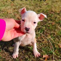 Chiot staff femelle lof paiement 4 x #1