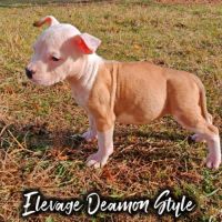 Chiot staff femelle lof paiement 4 x