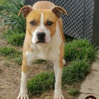 Chiot staff femelle lof paiement 4 x #3