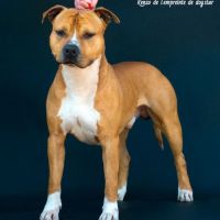 Chiot staff femelle lof paiement 4 x #4