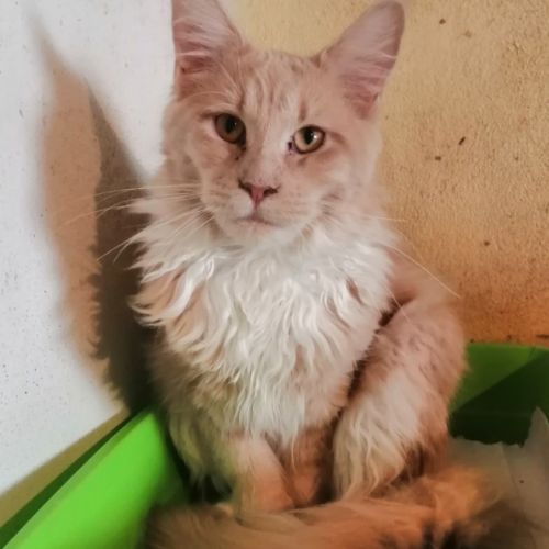 Beau chaton maine coon red blotched