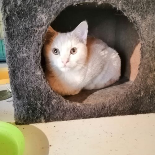 Beau chaton british shorthair fawn