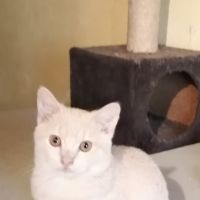 Beau chaton british shorthair fawn #2