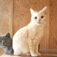 Beau chaton british shorthair fawn