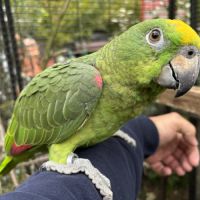 Amazone front jaune 2025 eam #1