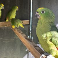 Amazone front jaune 2025 eam