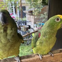 Amazone front jaune 2025 eam #3