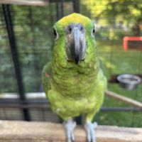 Amazone front jaune 2025 eam #4