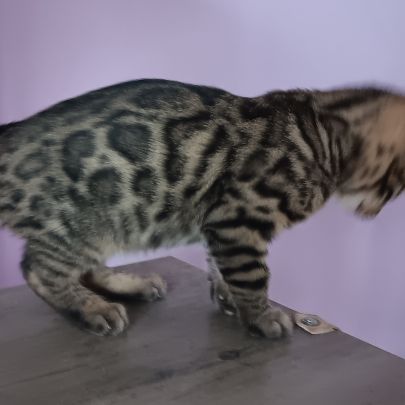 Chaton bengal loof #1