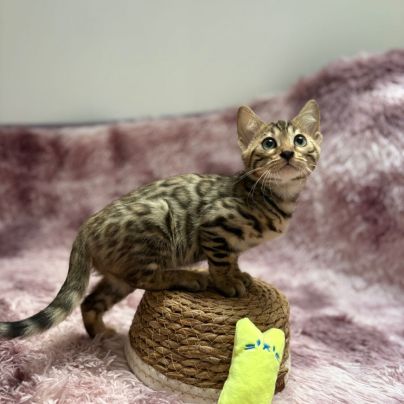 Chaton bengal loof #3