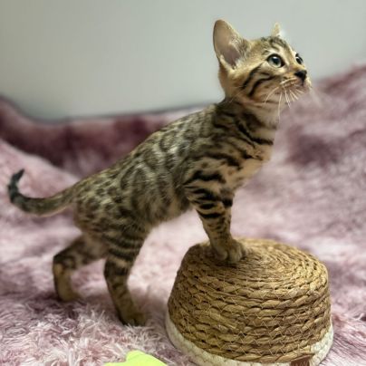 Chaton bengal loof #4