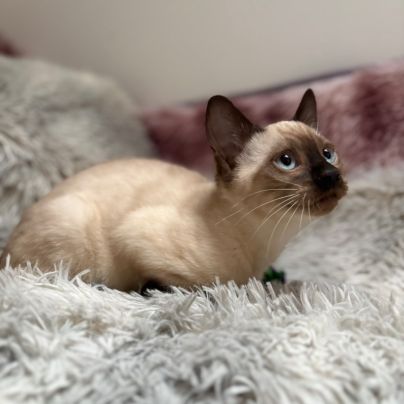 Chaton bengal loof #5