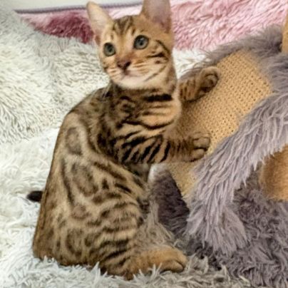 Chaton bengal loof #0