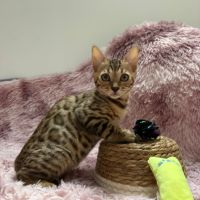 Chaton bengal loof #2
