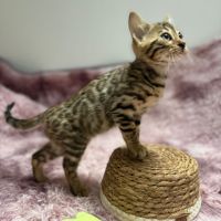 Chaton bengal loof #4