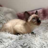 Chaton bengal loof #5