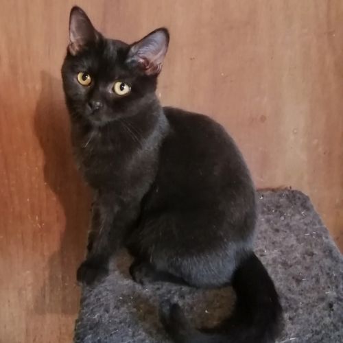 Jolie chatonne british shorthair black