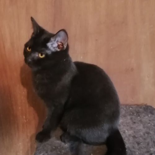 Jolie chatonne british shorthair black #2