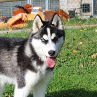 2 chiots mâles husky lof à vendre