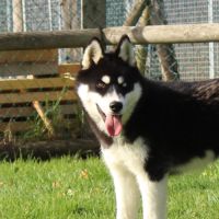 2 chiots mâles husky lof à vendre